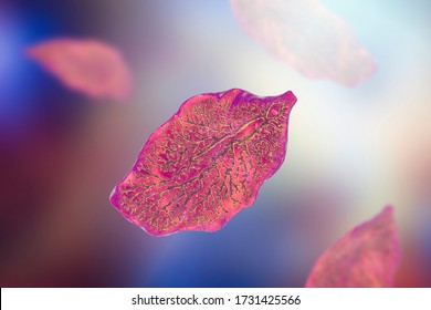 Fasciola Hepatica, Or Liver Fluke, 3D Illustration. A Parasitic Trematode Worm That Causes Fasciolosis, An Infection Of Liver