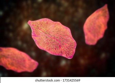 Fasciola Hepatica, Or Liver Fluke, 3D Illustration. A Parasitic Trematode Worm That Causes Fasciolosis, An Infection Of Liver