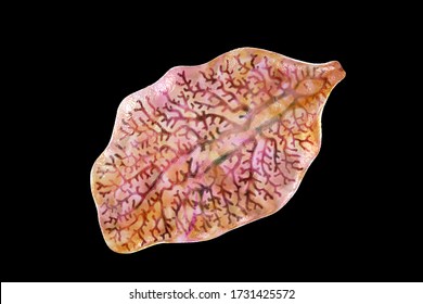 Fasciola Hepatica, Or Liver Fluke, 3D Illustration. A Parasitic Trematode Worm That Causes Fasciolosis, An Infection Of Liver