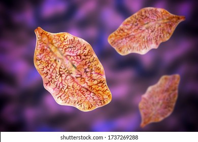 Fasciola Hepatica, Or Liver Fluke, 3D Illustration. A Parasitic Trematode Worm That Causes Fasciolosis, An Infection Of Liver