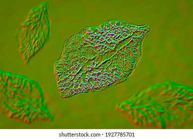 Fasciola Hepatica, Or Liver Fluke, 3D Illustration. A Parasitic Trematode Worm That Causes Fasciolosis, An Infection Of Liver