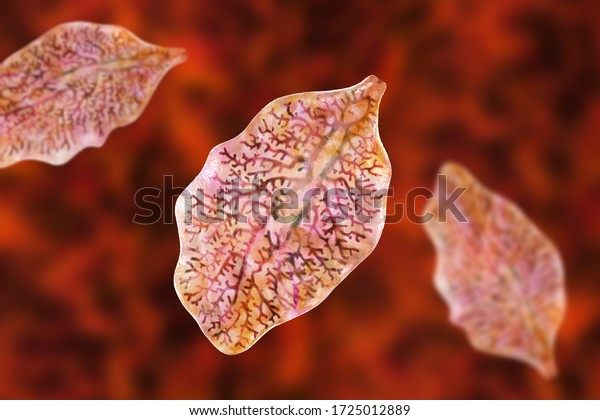 Fasciola hepatica, or liver fluke, 3D illustration.\
A parasitic trematode worm that causes fasciolosis, an infection of\
liver