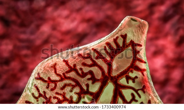 Fasciola hepatica, or liver fluke, 3D illustration,\
close-up view. A parasitic trematode worm that causes fasciolosis,\
an infection of\
liver