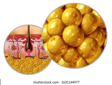 Fat anatomy diagram adipocyte or lipocyte concept with a cross section of the human body surface organ as a health care and medical symbol of anatomical function with 3D illustration elements.