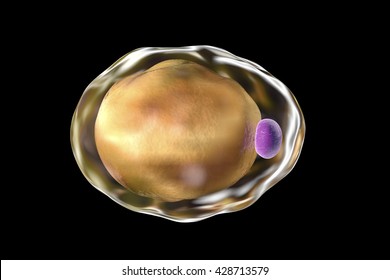 Fat Cell. 3D Illustration Showing Presence Of Big Lipid Droplet (yellow) Inside The Cell. The Violet Structure Is Nucleus