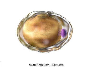 Fat Cell. 3D Illustration Showing Presence Of Big Lipid Droplet (yellow) Inside The Cell. The Violet Structure Is Nucleus