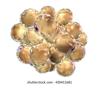 Fat Cells. 3D Illustration Showing Presence Of Big Lipid Droplet (yellow) Inside The Cell. The Violet Structure Is Nucleus