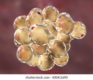 Fat Cells. 3D Illustration Showing Presence Of Big Lipid Droplet (yellow) Inside The Cell. The Red Structure Is Nucleus