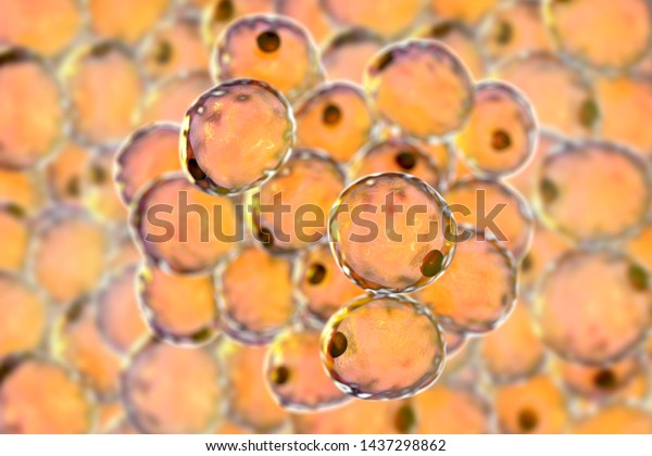 Fat cells, or\
adipose cells, 3D\
illustration