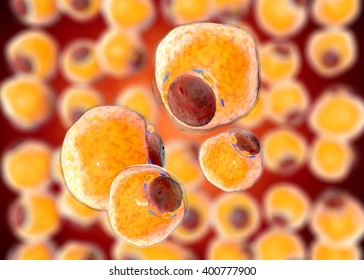 Fat Cells From Adipose Tissue. Adipocytes. 3d Render