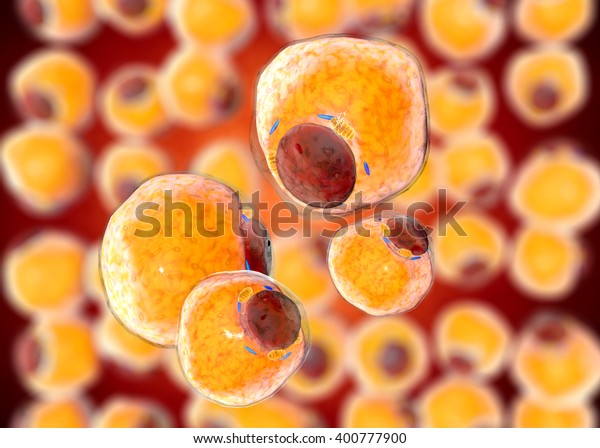 Fat Cells Adipose Tissue Adipocytes 3d Stock Illustration 400777900