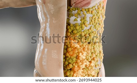 Fat cells burning process under the skin showing before and after effect, weight loss, fat metabolism, body transformation, fitness, obesity reduction, healthy lifestyle, diet and exercise, 3d render
