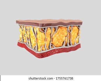 Fat cells. Inside human organism. 3d render