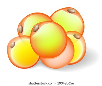 Fat Cells From White Adipose Tissue.  Adipocytes. Diagram