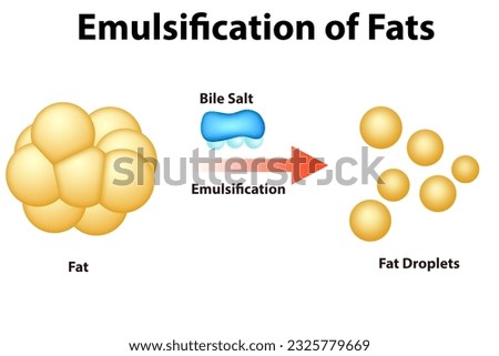 Fat Emulsification and Fat Digestion, 3d rendering