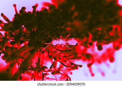 Fauna Of Eden. Paradise Flowers And Insects (apis). The Infrared Image Was Made On The Basis Of Macro Photography Of Natural Forms