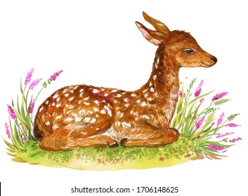 Fawn, Deer Watercolor Hand Painting, On Isolated White Background