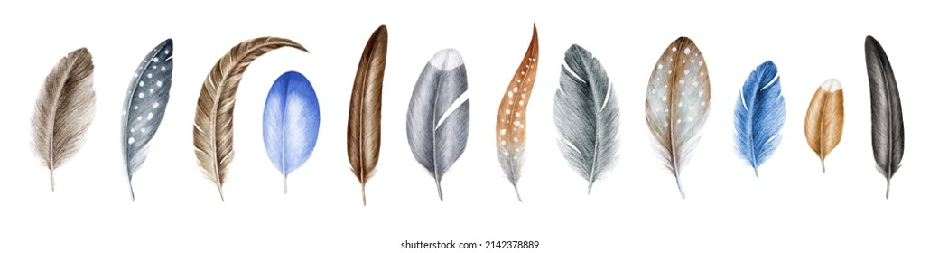 Feather element big set. Watercolor illustration. Hand drawn various bird quill, down realistic collection. Grey, brown, blue, spotted bird feathers. Feathers on white background
