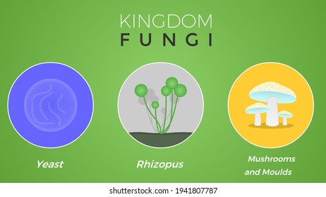 Features Of The Kingdom Fungi (biology Chart)