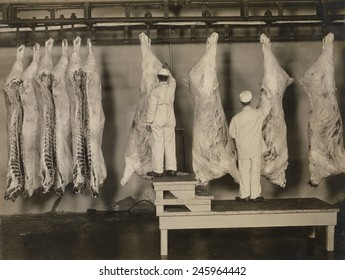 Federal Meat Inspectors Examine Animal Carcasses In 1910. The Pure Food And Drug Act Of 1906 Provided For Federal Inspection Of Meat In A Progressive Era Reform.