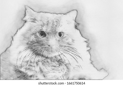 Felidae Domestic Cat Animal Drawings Cute Stock Illustration 1661750614 ...