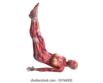 Female Abs Workout Stock Illustration 55764268