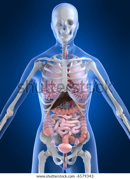 Female External Anatomy Diagram