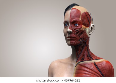 female anatomy of the head neck and chest , medical background of human anatomy  in 3d realistic render isolated 