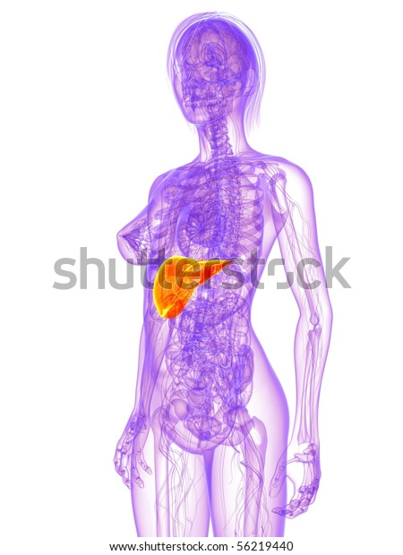 Female Anatomy Liver Stock Illustration 56219440 9318