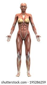 Female Anatomy Muscles - Anterior view