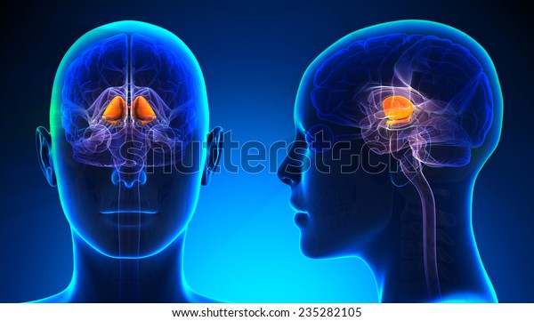 Female Basal
Ganglia Brain Anatomy - blue
concept