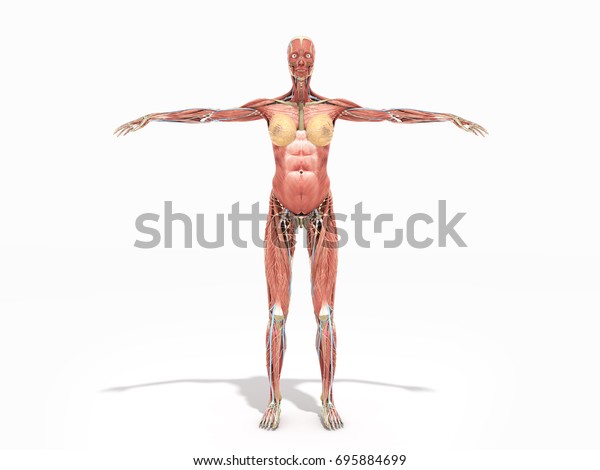 Female Body Anatomy Books 3d Render Stock Illustration 695884699