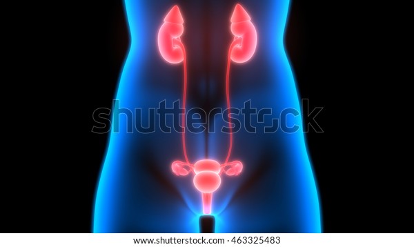 Female Body Organs Kidneys Uterus Anatomy Stock Illustration 463325483
