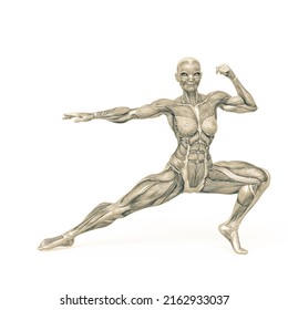 Female Bodybuilder Doing Action Pose White Stock Illustration Shutterstock