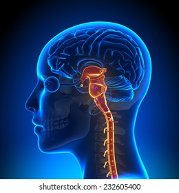 Female Brain Stem With Nerves - Anatomy