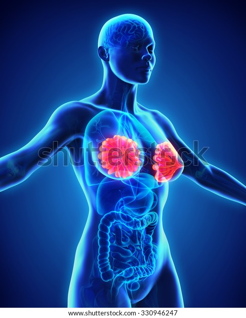 Female Breast Anatomy Stock Illustration 330946247 Shutterstock 1564