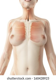 female breast muscles