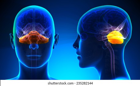 Female Cerebellum Brain Anatomy - Blue Concept