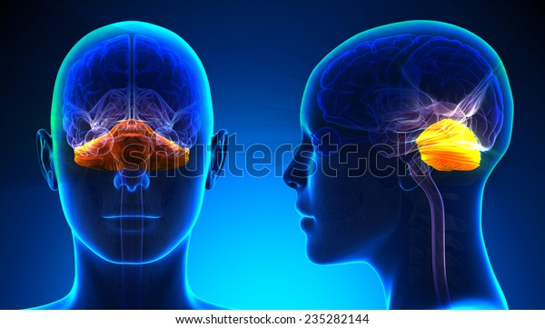 Female Cerebellum\
Brain Anatomy - blue\
concept