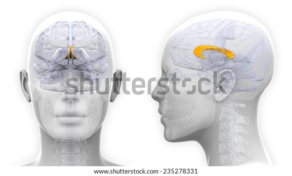 白い背景に女性の脳梁 脳解剖学 のイラスト素材