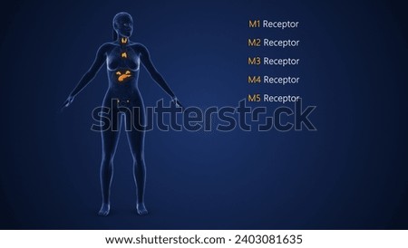 Female Endocrine System or Muscarinic acetylcholine receptor 3d illustration Stock photo © 