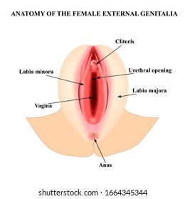 Female external genitalia. Anatomical structure of the vulva, vagina, clitoris. Infographics. illustration on isolated background.