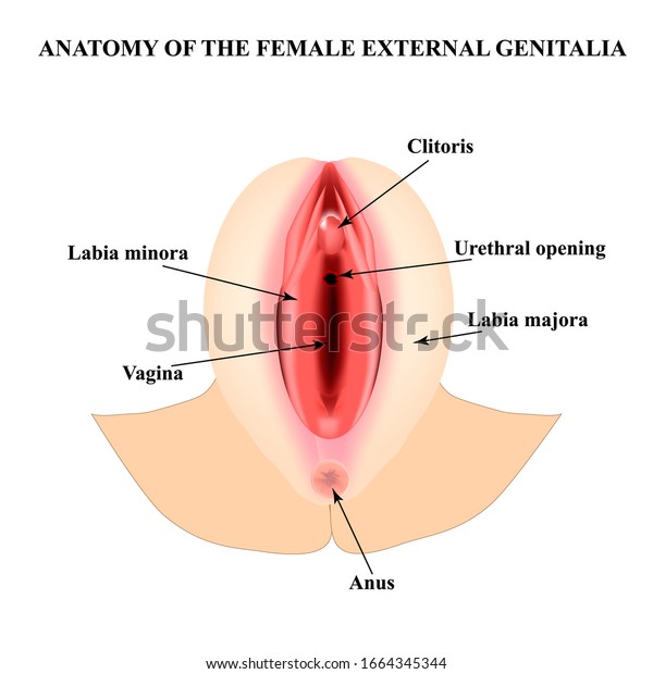 Female external genitalia. Anatomical\
structure of the vulva, vagina, clitoris. Infographics.\
illustration on isolated\
background.