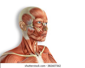 Female Face Muscles Anatomy 