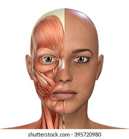 of facial muscles Clinical anamtomy