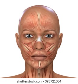 Female Face Muscles Anatomy 