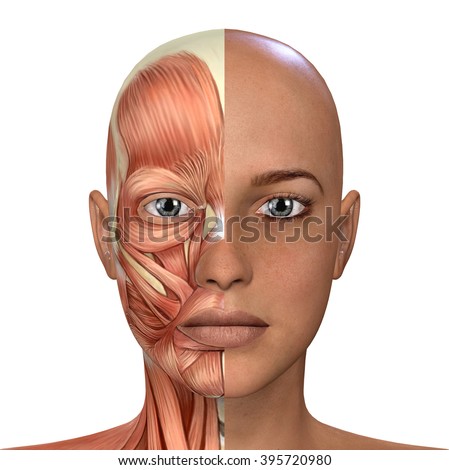 Female Face Muscles Anatomy Stock Illustration 395720980 - Shutterstock