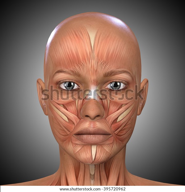 Female Face Muscles Anatomy Stock Illustration 395720962 | Shutterstock