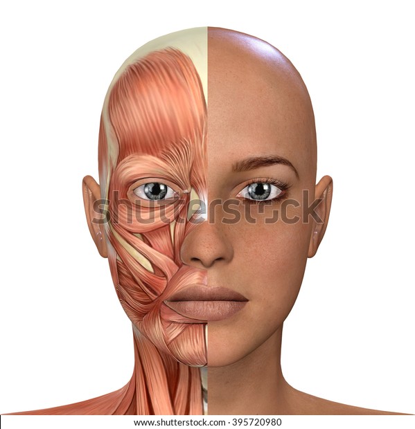女性の顔の筋肉の解剖学 のイラスト素材