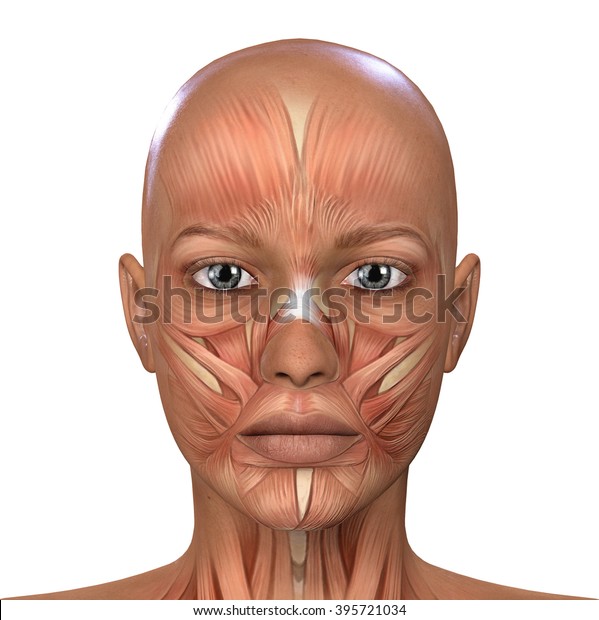 Female Face Muscles Anatomy Stock Illustration 395721034